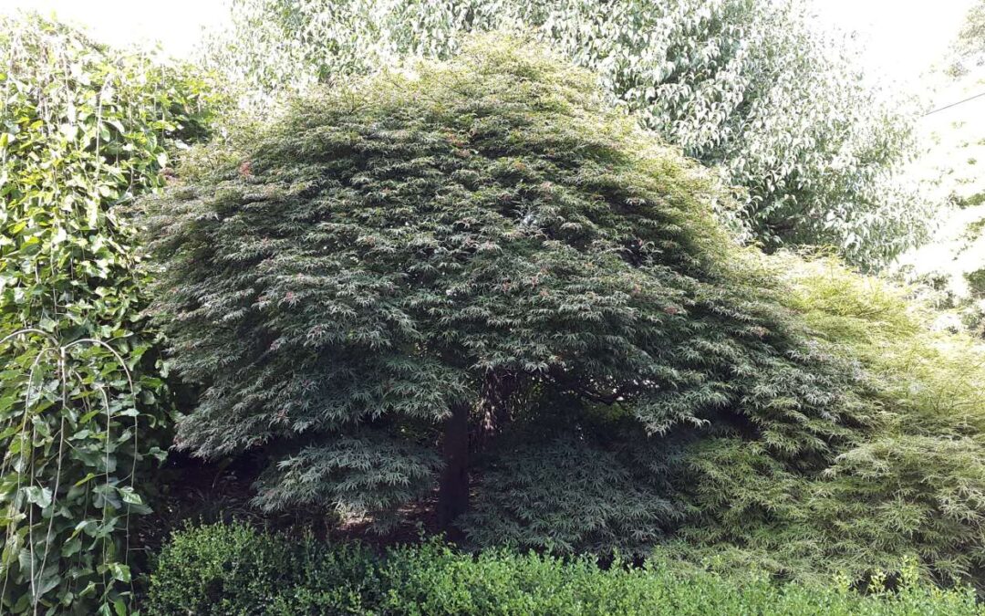 Acer palmatum ‘Dissectum Atropurpureum’