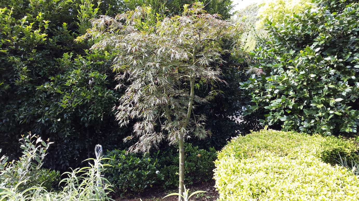 Acer-palmatum-Dissectum-Inaba-Shidare