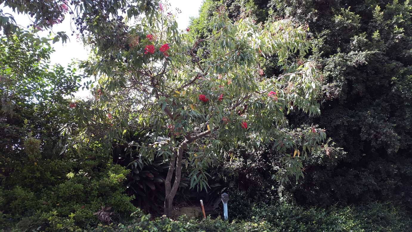 Corymbia ficifolia Summer Red grafted