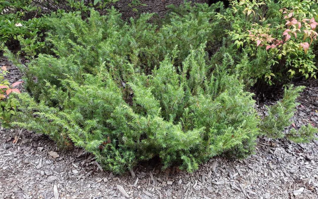 Juniperus taxifolia ‘Lutchuensis’