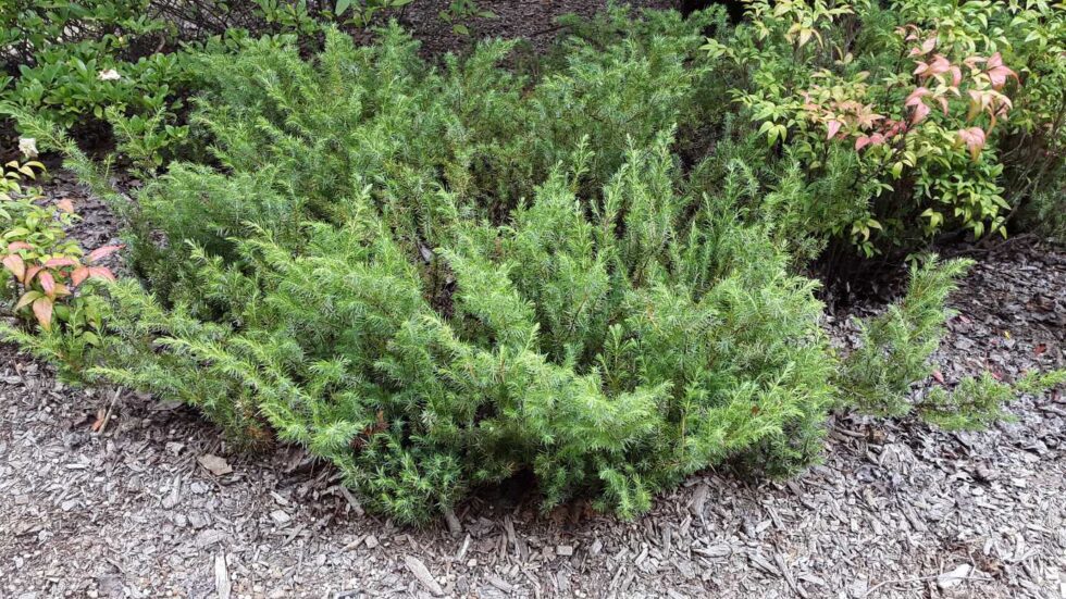 Juniperus taxifolia 'Lutchuensis' - Alpine Nurseries