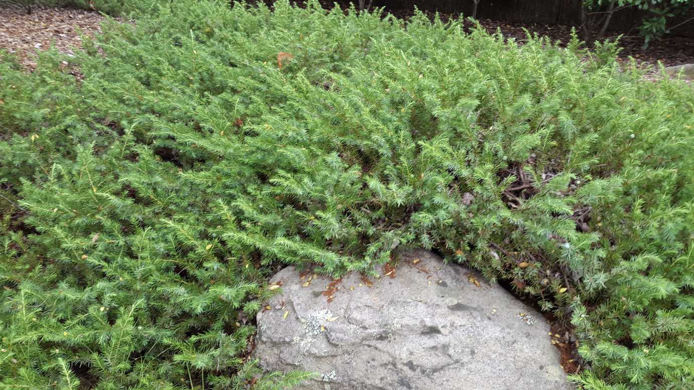 Juniperus taxifolia Lutchuensis
