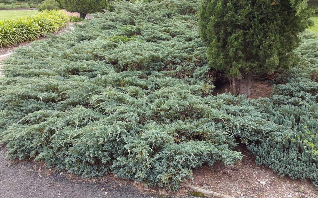 Juniperus wiltonii ‘Blue Rug’