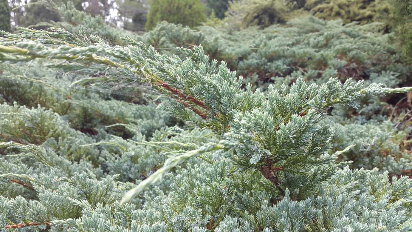 Juniperus wiltonii Blue Rug