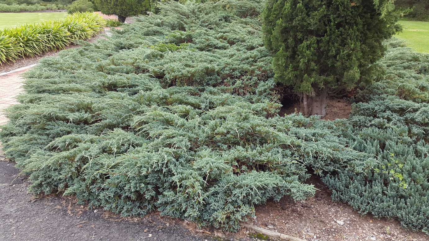 Juniperus wiltonii Blue Rug