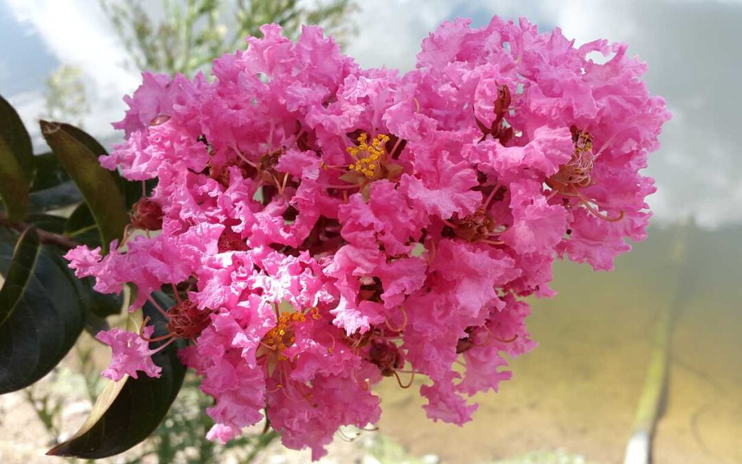 Lagerstroemia Indian Summer ‘Sioux’