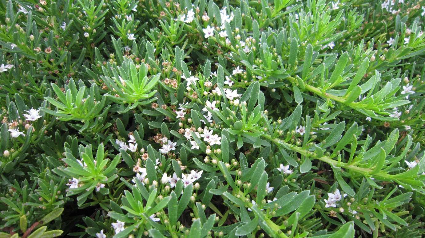 Myoporum parvifolium Yareena