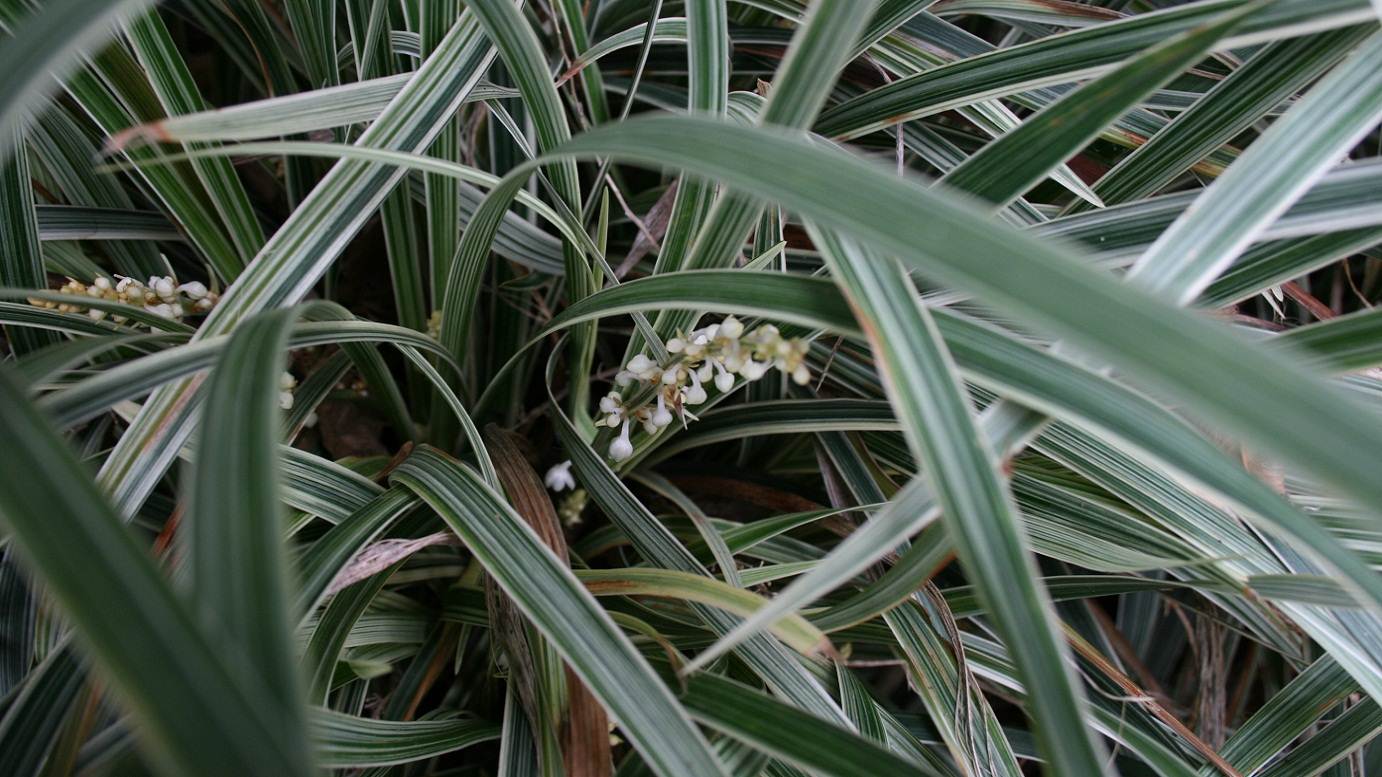 Ophiopogon intermedians alba variegata Stripey White