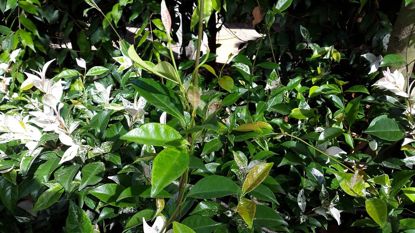 Trachelospermum Tricolor