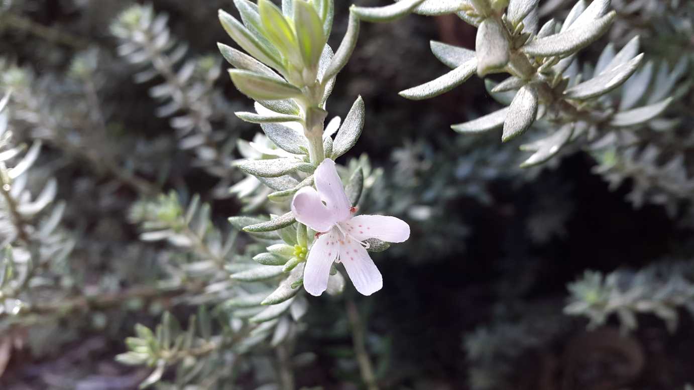 Westringia fruticosa Zena