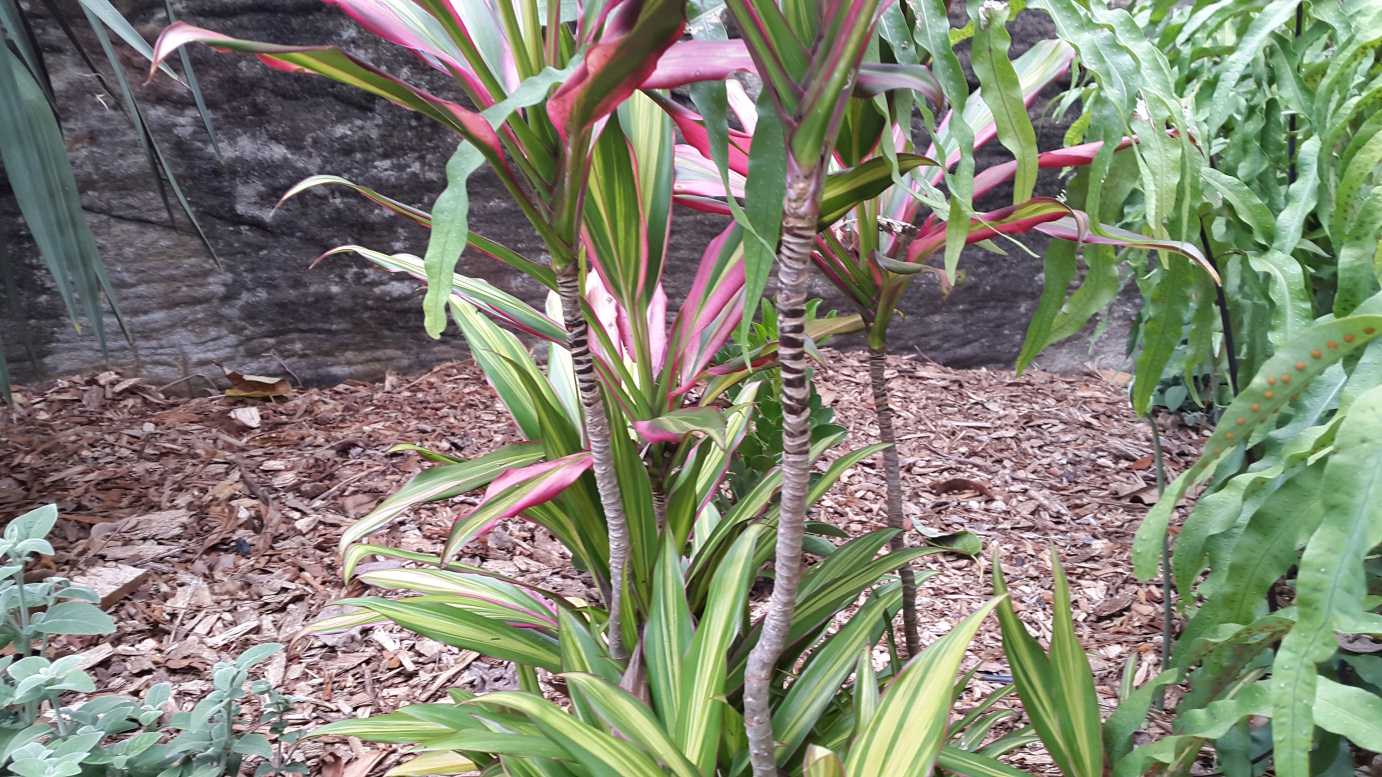 Cordyline fruiticosa Kiwi