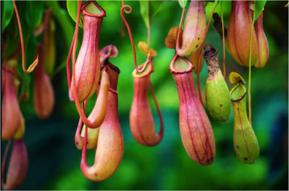 Fascinating oddities of the plant world