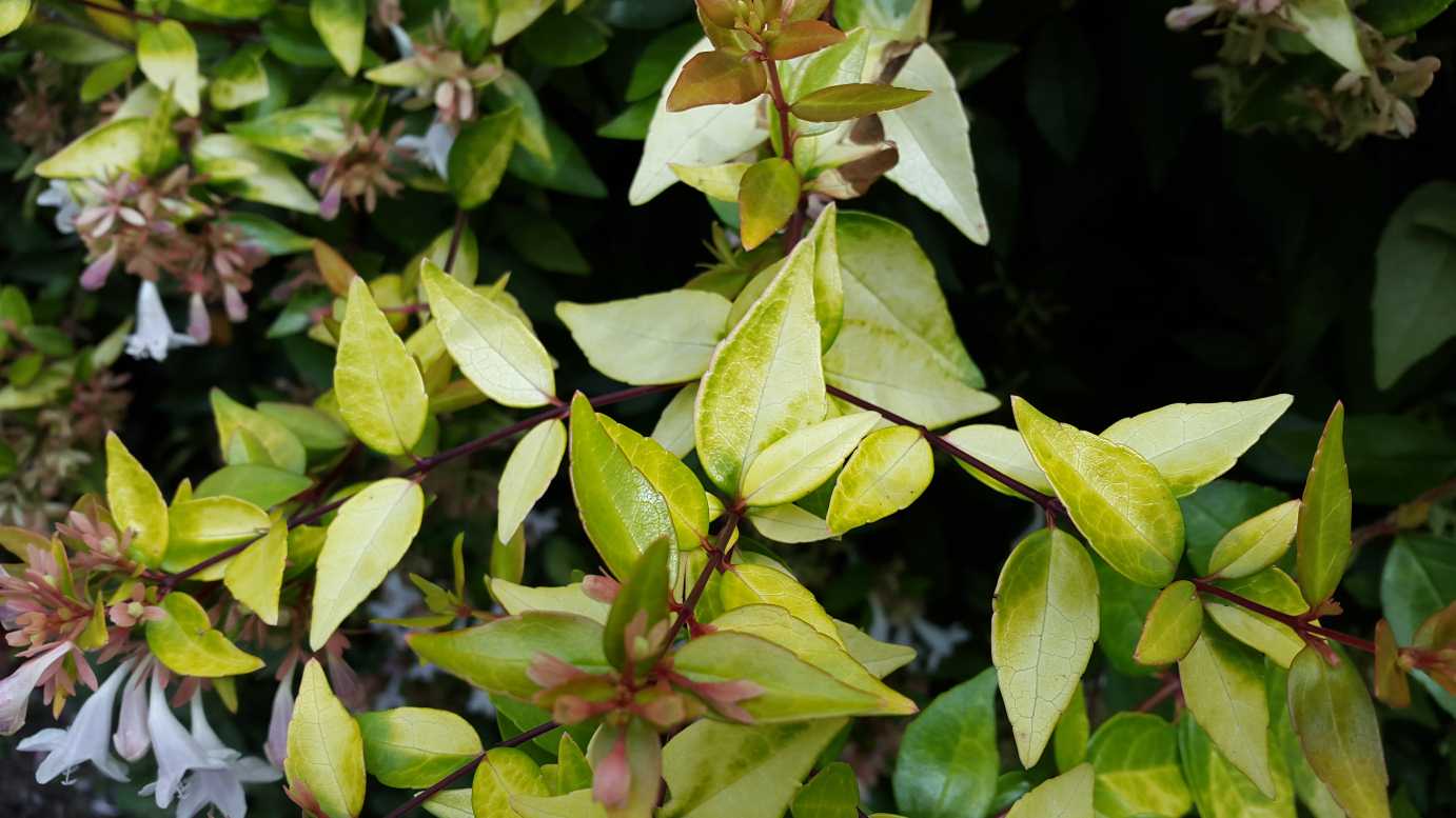 Abelia-grandiflora-Francis-Mason