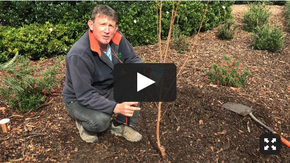 Pruning Bare Root Trees